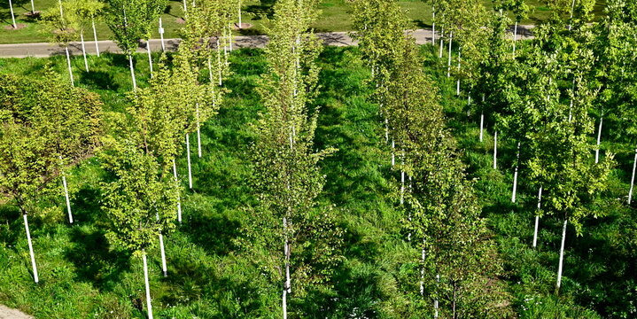 Aerial view of young trees rows Spinelli Park Mannheim urban forestry.