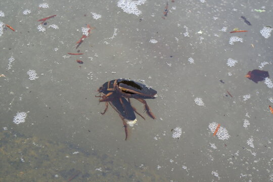 Great diving beetles (Dytiscus marginalis) mating in a murky spring pond