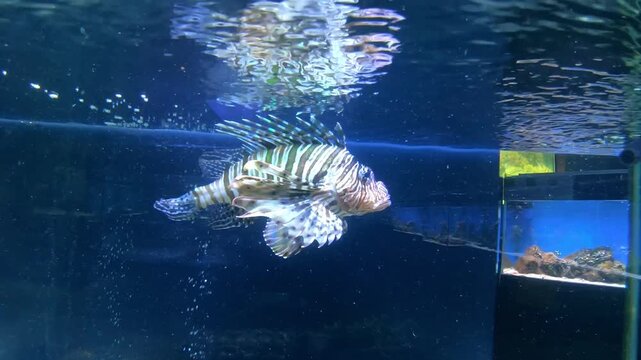 Exotic fish from tropical latitudes in the aquarium.