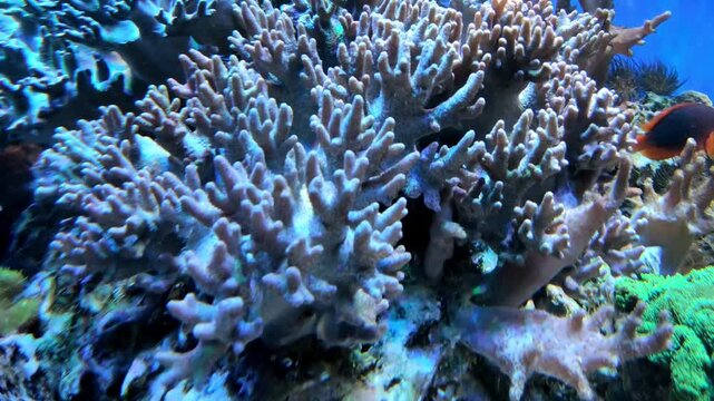 Imitation of a coral reef from tropical latitudes in an aquarium. Exotic fish