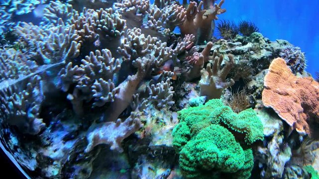 Imitation of a coral reef from tropical latitudes in an aquarium. Exotic fish
