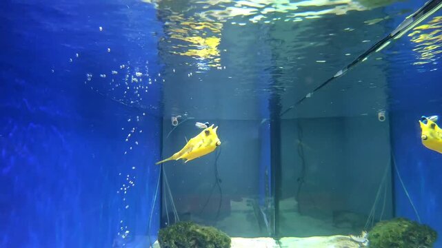 Exotic fish from tropical latitudes in the aquarium.