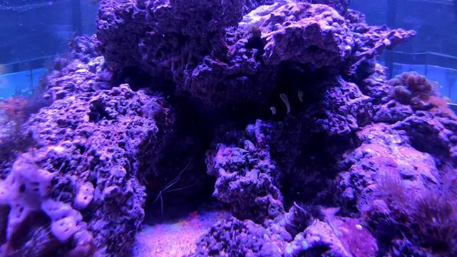 Imitation of a coral reef from tropical latitudes in an aquarium. Exotic fish