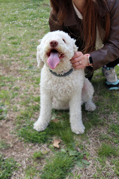 Lagotto Romagnolo bianco, cane da tartufo