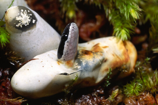 Ringneck snake, Diadophis punctatus, hatching from its egg