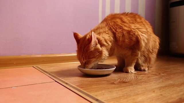 A cute, bright orange Maine Coon cat eating a delicious beef breakfast from a white plate in his home kitchen, smacking, slurping, chaws appetizingly. A funny close-up portrait with natural sound