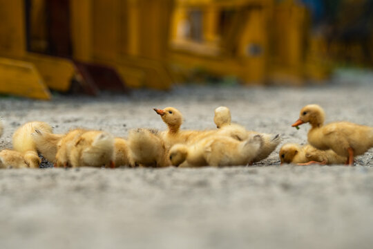 Flock of yellow little ducklings on daily walk outside in countryside, group of young ducks washing and drinking water from muddy puddle outdoors, small ducks living on farm and walking around.