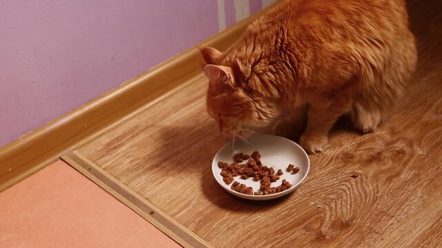 A cute, bright orange Maine Coon cat eating a delicious beef breakfast from a white plate in his home kitchen, smacking, slurping, chaws appetizingly. A funny close-up portrait with natural sound