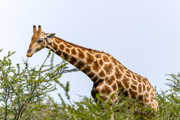 Obraz premium Etosha, Namibia