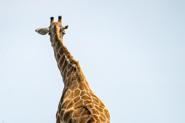 Etosha, Namibia © EivindOAsskildt