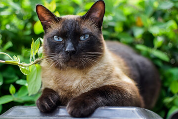 cat © Катя Коротаева