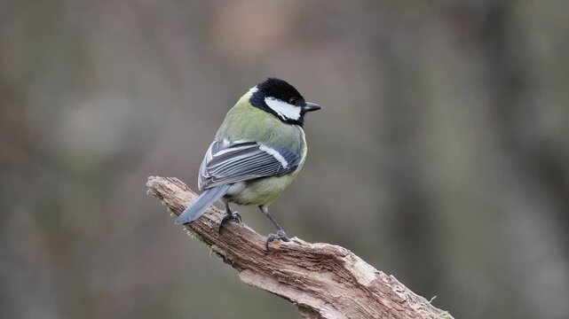 Kohlmeise, Parus major

