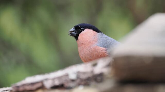 Gimpel, Dompfaff, Eurasian bullfinch, Pyrrhula pyrrhula