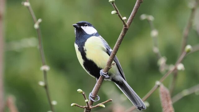 Kohlmeise, Parus major

