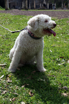 Lagotto Romagnolo bianco, cane da tartufo