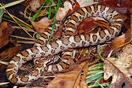 Eastern milksnake, Lampropeltis triangulum