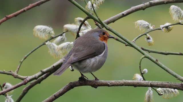 Rotkehlchen, European robin, Erithacus rubecula