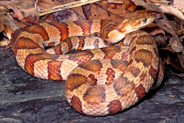 Fototapeta premium Midland watersnake, Nerodia sipedon