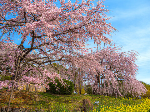 Wheeping cherry trees in Uji