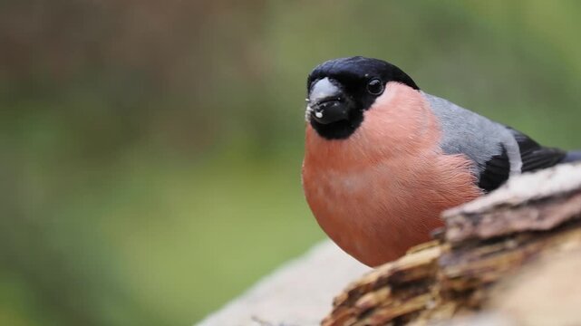 Gimpel, Dompfaff, Eurasian bullfinch, Pyrrhula pyrrhula