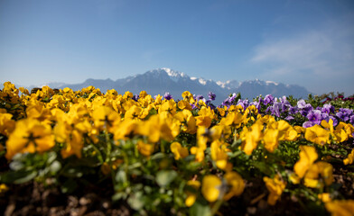 Fototapeta premium Sunny day, Montreux, Swiss