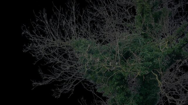Isolated Old Ivy Covered Tree Pre-Keyed With Alpha Channel
