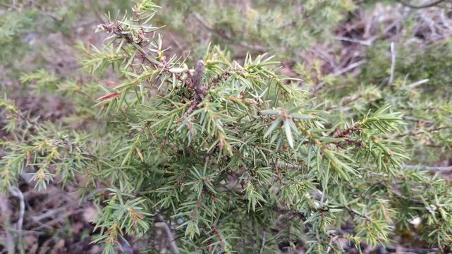 A branch of a coniferous plant. Spring