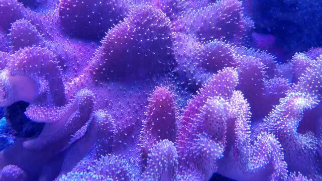 Imitation of a coral reef from tropical latitudes in an aquarium. Exotic fish