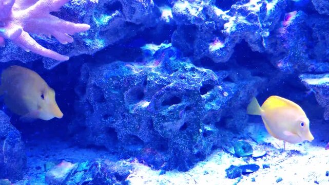 Exotic fish from tropical latitudes in the aquarium.