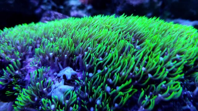 Imitation of a coral reef from tropical latitudes in an aquarium. Exotic fish