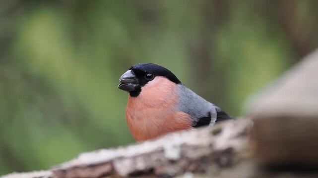 Gimpel, Dompfaff, Eurasian bullfinch, Pyrrhula pyrrhula