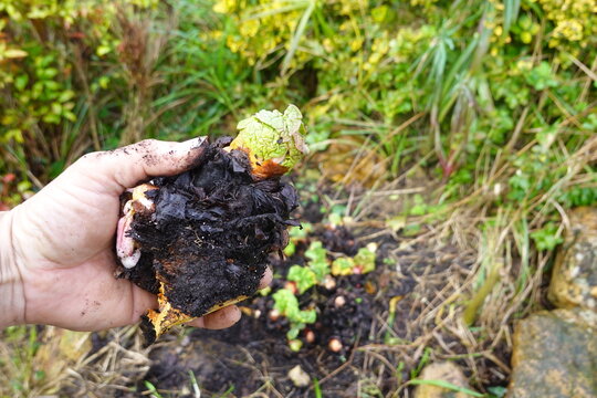 Hand holding rhubarb root cutting for planting