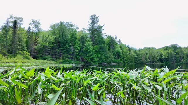 Picturesque panoramic view of Paudash Lake calm water and pine trees. Big lake landscape and nature background. Water natural reservoir in Ontario, Canada, travel destination.
