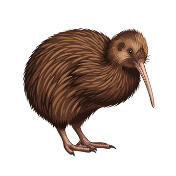 A digital illustration of a Kiwi Bird standing and looking forward, featuring brown feathers and a long beak on a white background. Perfect for wildlife designs, educational materials, and