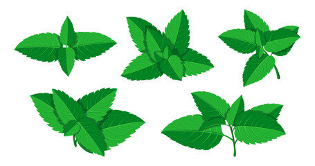 Set of green mint leaves in cartoon style. Vector illustration of fresh mint leaves of various shapes, sizes, twigs isolated on a white background. Medicinal plants. Useful vitamin plants. © Kateryna_Malovana