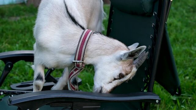 A goat climbed onto a folding chair, butted with its horns, played, and felt like the master of the house. A little goat in the village. High quality 4k footage