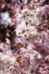Fototapeta premium Delicate cherry blossom branches in full bloom, featuring soft pink and white flowers against a dreamy bokeh background, capturing the fleeting beauty of spring.