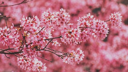 Obraz premium Delicate cherry blossom branches in full bloom, featuring soft pink and white flowers against a dreamy bokeh background, capturing the fleeting beauty of spring.