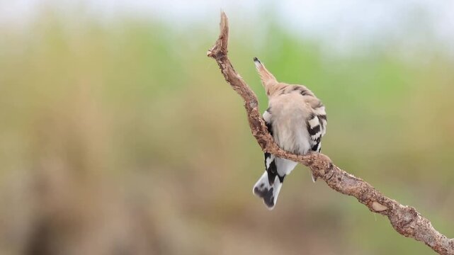 Eurasian hoopoe (Upupa epops) perched on a dry branch, displaying its iconic orange crest with black tips raised, striking black-and-white wing pattern and long curved bill.