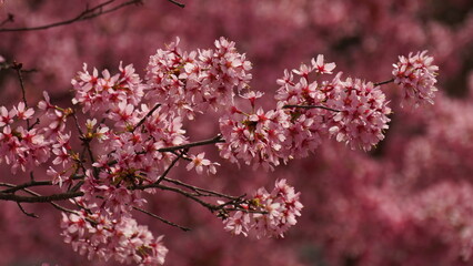 Obraz premium Delicate cherry blossom branches in full bloom, featuring soft pink and white flowers against a dreamy bokeh background, capturing the fleeting beauty of spring. stunning close-up of cherry blossom