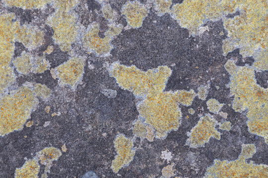 ellow Lichen on Gray Rock Texture Natural Background