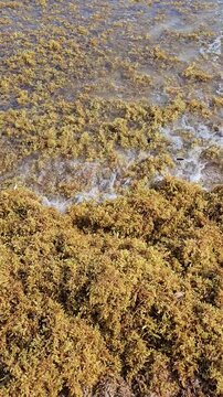 Close-up of orange and brown sargassum seaweed washing ashore on a Caribbean beach in Playa del Carmen, Mexico. Waves push the thick seaweed onto the sand, capturing tropical coastal textures.