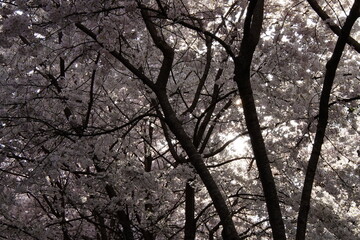 Fototapeta premium Delicate cherry blossom branches in full bloom, featuring soft pink and white flowers against a dreamy bokeh background, capturing the fleeting beauty of spring. stunning close-up of cherry blossom