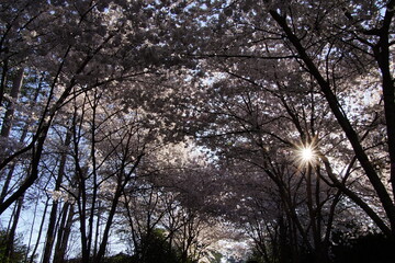 Naklejka premium Delicate cherry blossom branches in full bloom, featuring soft pink and white flowers against a dreamy bokeh background, capturing the fleeting beauty of spring. stunning close-up of cherry blossom