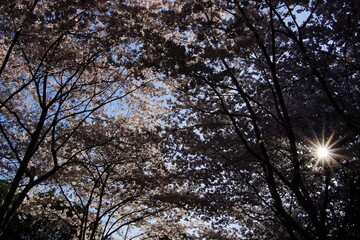 Obraz premium Delicate cherry blossom branches in full bloom, featuring soft pink and white flowers against a dreamy bokeh background, capturing the fleeting beauty of spring. stunning close-up of cherry blossom