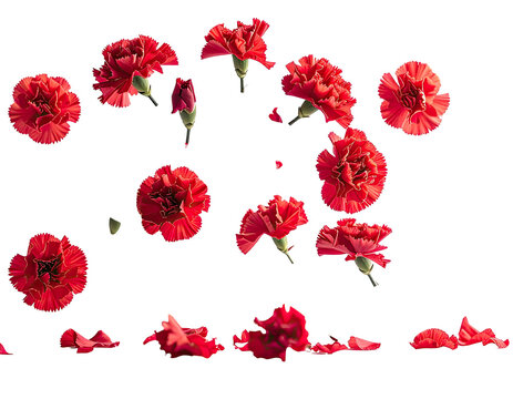 Numerous vibrant red carnations, some with buds and scattered petals, float