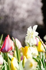 Fototapeta premium Delicate cherry blossom branches in full bloom, featuring soft pink and white flowers against a dreamy bokeh background, capturing the fleeting beauty of spring. stunning close-up of cherry blossom