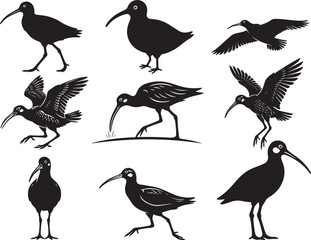 Fototapeta premium Curlew Bird Long Beak Shore Silhouette