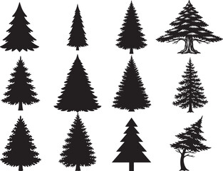 Fototapeta premium Evergreen Pine Tree Natural Forest Shape Silhouette