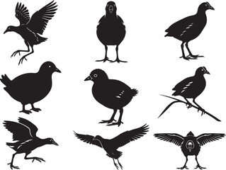 Fototapeta premium Gallinule Water Bird Wetland Silhouette